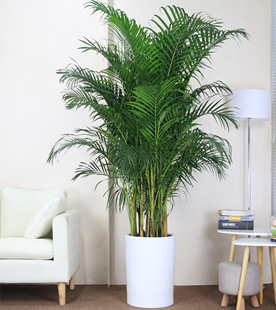 天津绿植租赁,天津公司夏威夷椰子树租赁服务,天津企业招财树租赁